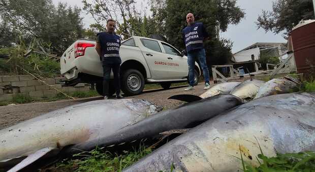 Pescara, sequestrato carico illegale di tonno rosso