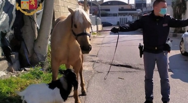 Coronavirus a Napoli, in strada col cavallo e la capretta: «Devo portarli a passeggio». Denunciato dalla polizia