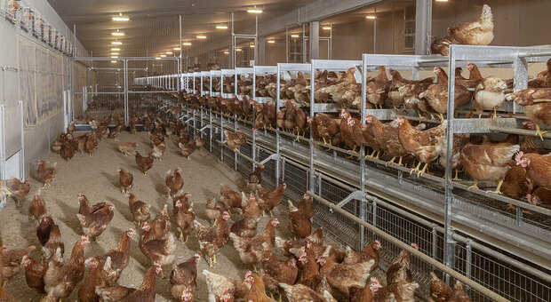 Residenti e associazioni in guerra contro 40mila galline: parte il ricorso al Tar contro l'apertura di un'azienda aviaria