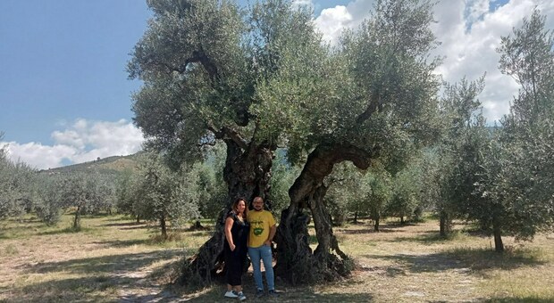 L'olivo di Sant'Emiliano e i proprietari