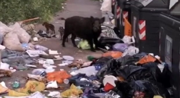 Fermo immagine del video girato in zona Boccea. Famiglia di Cinghiali mangia dai rifiuti abbandonati sul marciapiede.