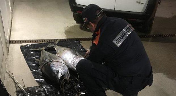 Pesaro, pesca illegale di tonni rossi: maxi multa e attrezzatura sequestrata