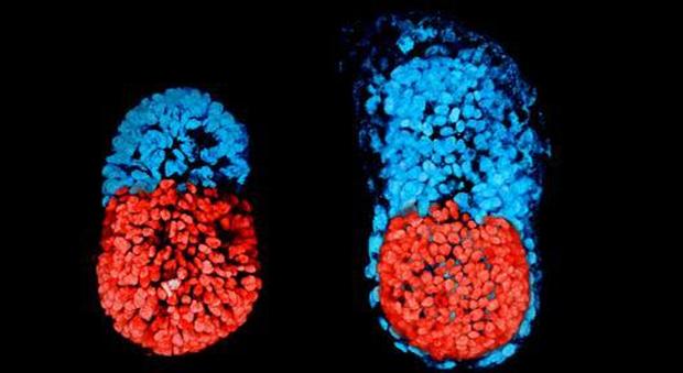 Primo embrione di topo ricavato da cellule staminali: verso la produzione di esseri viventi artificiali