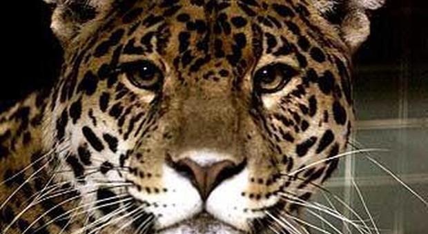 Rio, il giaguaro mascotte delle Olimpiadi fugge e viene ucciso