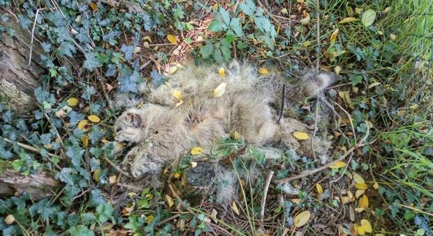 Un altro gatto trovato morto con le zampette legate: caccia ai torturatori