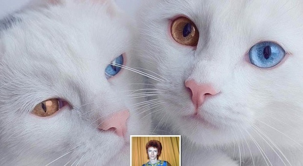 Occhi alla David Bowie, le gattine Iriss e Abyss star su Instagram
