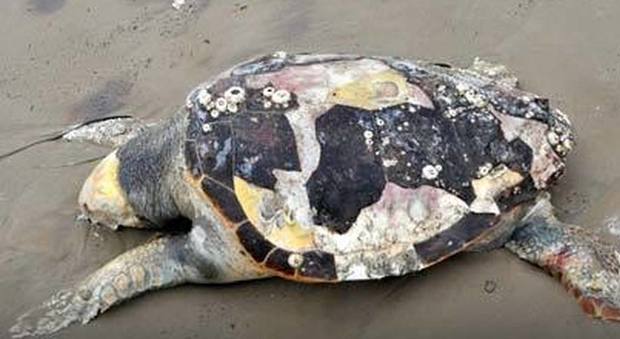 La tartaruga morta sulla spiaggia di Grottammare