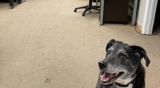 Lo studio legale ai dipendenti: «Portate i vostri cani a lavoro, aumenta la produttività»