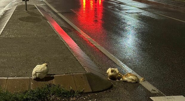 Camion perde sei polli sulla provinciale: carcasse recuperate dai veterinari, si cerca l'autista. Non si sarebbe accorto di nulla