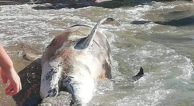 Delfino morto si arena sulla spiaggia di Torregaveta