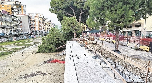 San Benedetto, un grosso pino si abbatte sul cantiere: tragedia sfiorata e polemica sui lavori