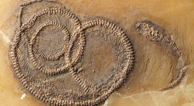Il fossile-matrioska ritrovato in Germania Foto: Krister Smith