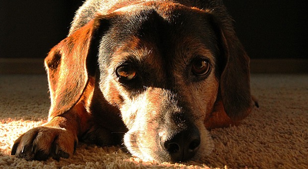 Il pianto straziante del cane: ha vegliato il padrone morto per due giorni (Foto di CJ da Pixabay)