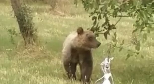 Avvistato un orso in Valcomino, è il secondo caso in pochi giorni