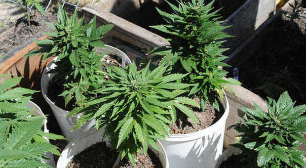 Dodici piante di marijuana nell'orto Assolta nonnina di 85 anni