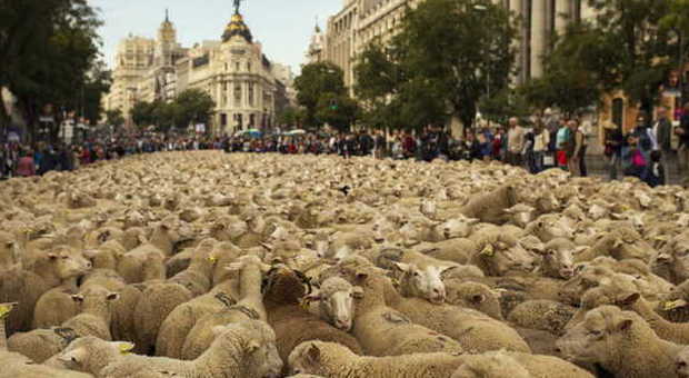 Duemila pecore invadono Madrid, traffico bloccato e sorpresa per i turisti