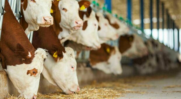 Gas serra, dal bestiame il 12% delle emissioni causate dall'uomo: bovini responsabili del 62%, suini del 14%