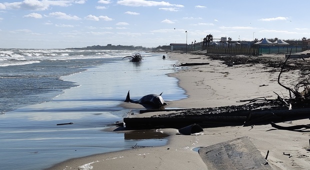 Delfino di 2 metri trovato morto sulla spiaggia di Sottomarina