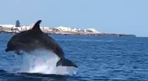 Al largo di Sant'Andrea lo show dei delfini: «Un branco enorme»