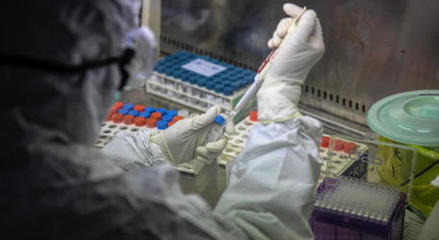 Coronavirus, vaccino italiano più vicino: «Positivi primi test su animali, ok produzione anticorpi»