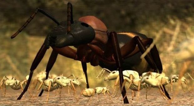 Niente lancio per il videogame sulle formiche: ​i fondi "spesi in viaggi e festini con le squillo"