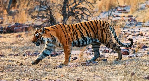 Sorpresa, le tigri selvagge aumentano per la prima volta dopo un secolo