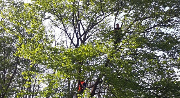 Gli operai sugli alberi della foresta demaniale