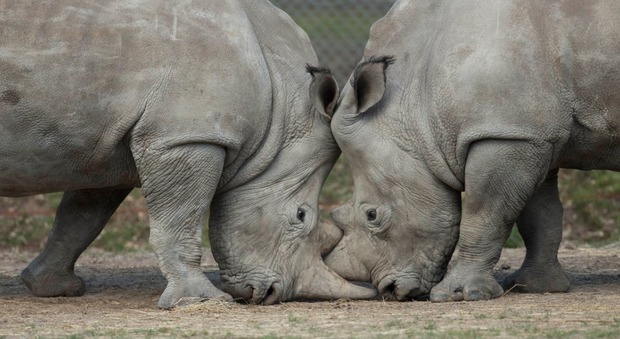 Francia, bracconieri uccidono un rinoceronte bianco per segargli un corno: primo assalto in uno zoo europeo