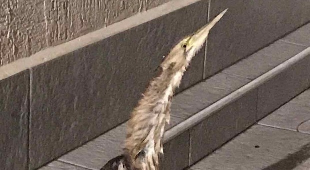 Uccello rarissimo con la zampa rotta "atterra" nel giardino: salvataggio a Lecce