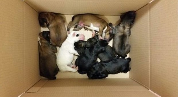 Otto cuccioli di cane gettati giù dal ponte: salvi per miracolo