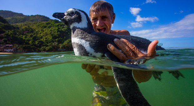 La vera storia del pinguino che nuota ogni anno dal suo salvatore