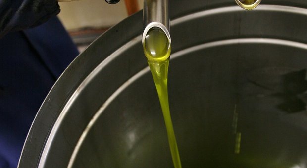 Olio, produzione a picco: colpa dell'assalto dei parassiti