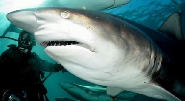 Faccia a faccia con decine di squali in Sudafrica: le foto di un lettore del Messaggero