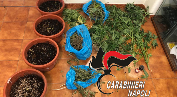 Ischia, pusher arrestato con quattro piante di cannabis e marijuana