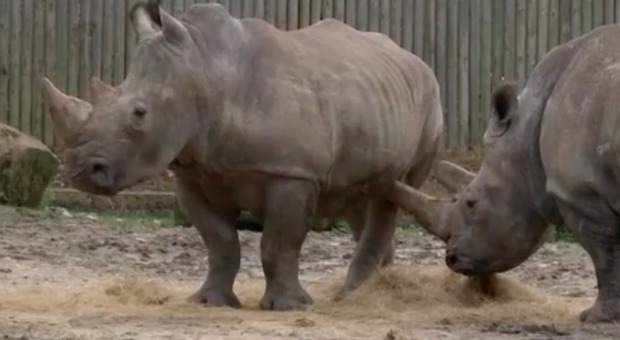 immagine Francia, bracconieri uccidono un rinoceronte bianco per segargli un corno: è il primo assalto in uno zoo europero