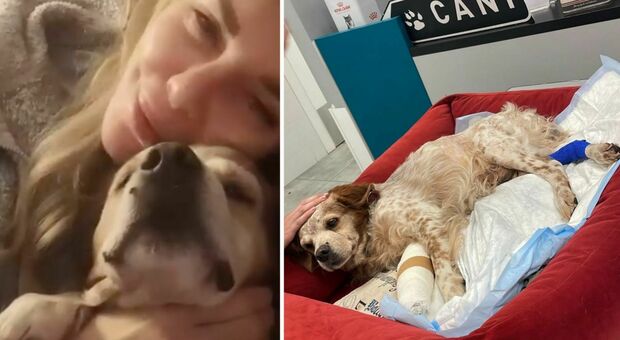 Alba Parietti, incidente con il cagnolino Venghi: «Si dovrà operare, per me è un bambino, come un figlio, l'ho accolto in casa 15 anni fa»