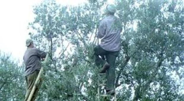 Crollo del 60% della produzione dell'oliva tenera ascolana