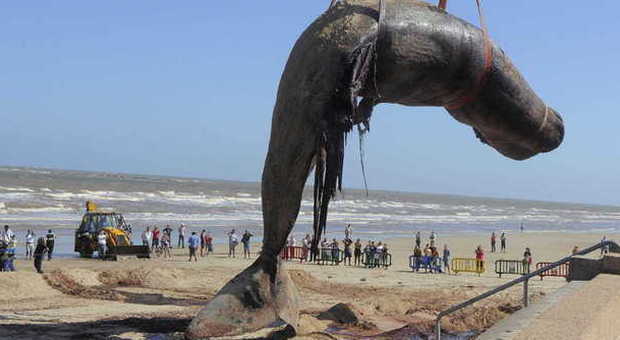 Florida, oltre 100 balene spiaggiate: corsa contro il tempo per salvarle