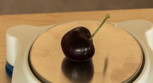Emilia Romagna, raccolta la ciliegia più pesante al mondo: è da Guinness World Record