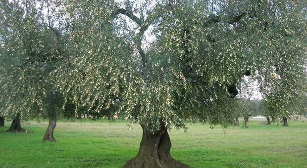 Cade mentre raccoglie le olive, agricoltore muore a 80 anni