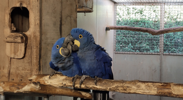 Commercio illegale di pappagalli rari, sequestrati esemplari per 50mila euro