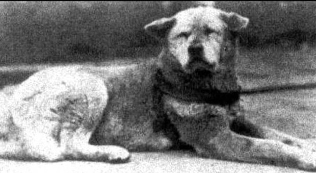 Hachikō, 82 anni fa la morte del cane che ha fatto commuovere il mondo