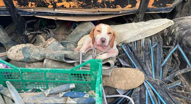 Il cane chiuso in un sacco e lanciato dal furgone. (Immag diffusa da Polizia di Stato e Questura di Enna)