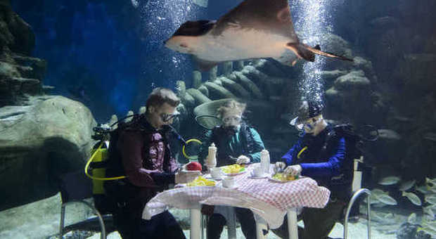 Cenare in un acquario, con le mute da sub: ​a tavola con pesci e squali intorno -GUARDA