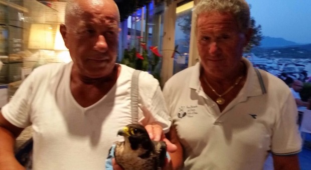 Ferito da un amo, recuperato dai pescatori di Palinuro: salvo un falco pellegrino