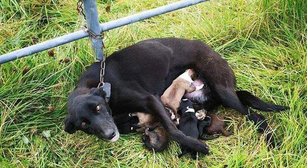 Mamma cane abbandonata e incatenata con i cuccioli appena nati in Irlanda