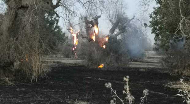 Ulivi, a fuoco altri 2.500 alberi: i vigili del fuoco chiedono aiuto alle province vicine. Coldiretti: «Attuare il piano previsto»