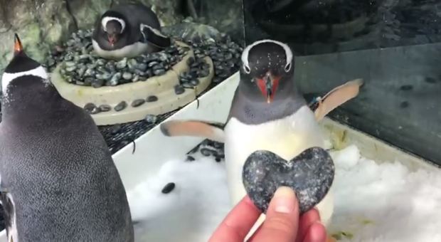 Coppia di pinguini gay "adotta" un uovo. Gli esperti: «Sono perfettamente affidabili»