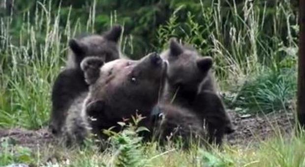 Morta Daniza, l'orsa che ha ferito un uomo a Ferragosto. "Non è sopravvissuta alla cattura in Trentino"