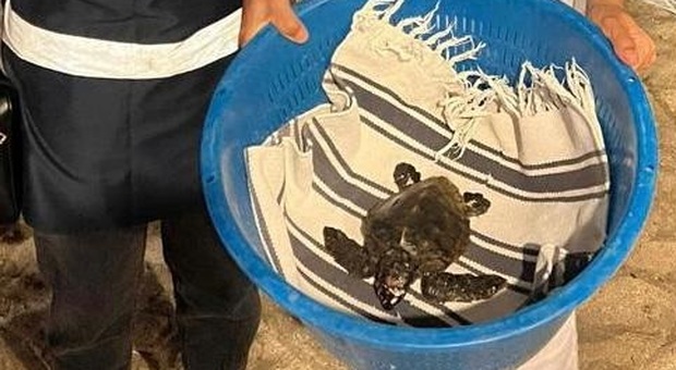 Una piccola tartaruga in difficoltà tra i bagnanti: salvata dalla Capitaneria